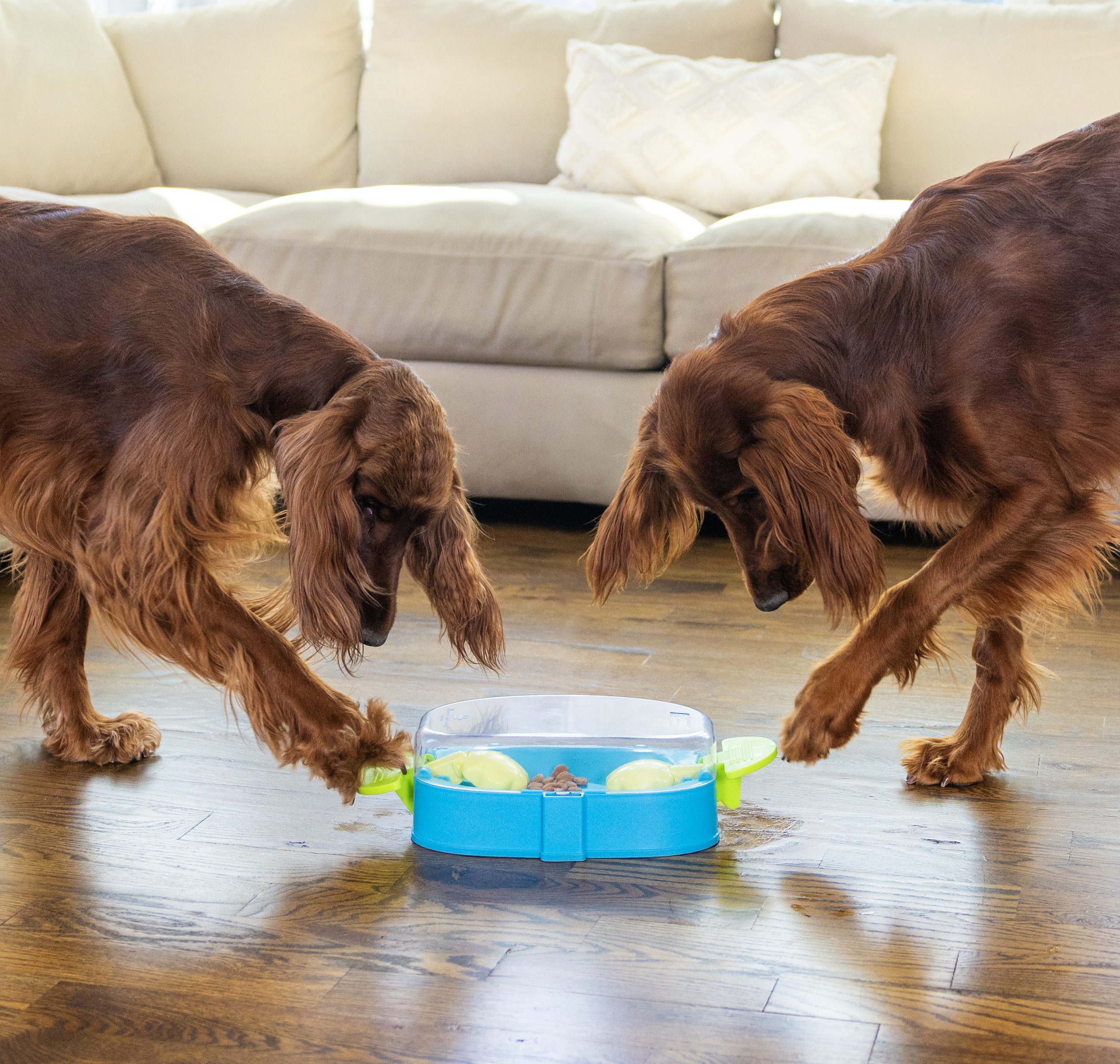 Intelligenzspielzeug PAW N‘ PLAY Nina Ottosson Hundespielzeug, drücken und bewegen, bpa-frei (Level 2) – Bild 3