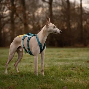 Non-stop dogwear Ramble harness long, ausbruchsicheres Geschirr, mit Griff, Anti-Pull, reflektierende Details (XS, S, M, L)