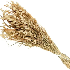 Briza Maxima großes Zittergras Trockenblume Gras Naturdeko 1 Beutel 50g natur