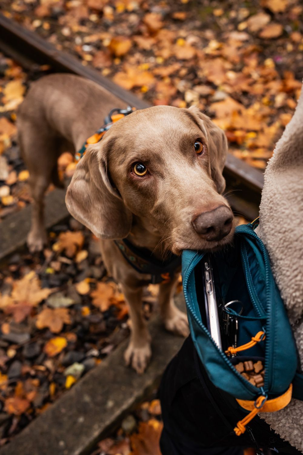 Non-stop dogwear Gassi-Tasche, Trail quest fanny pack Rachel Pohl edition, türkis, blau und rost (Bergen und türkisfarbene Seen), Druck falsch herum – Bild 3