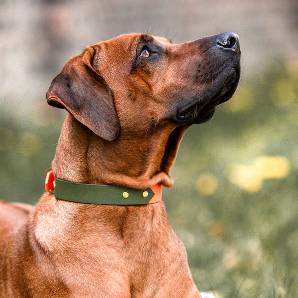 Hey Lana Hundehalsband Outdoor SPORT, wasserfest, schimmelresistent, keine Bakterien, geruchsneutral, neon-orange/grün (S, L) – Bild 3