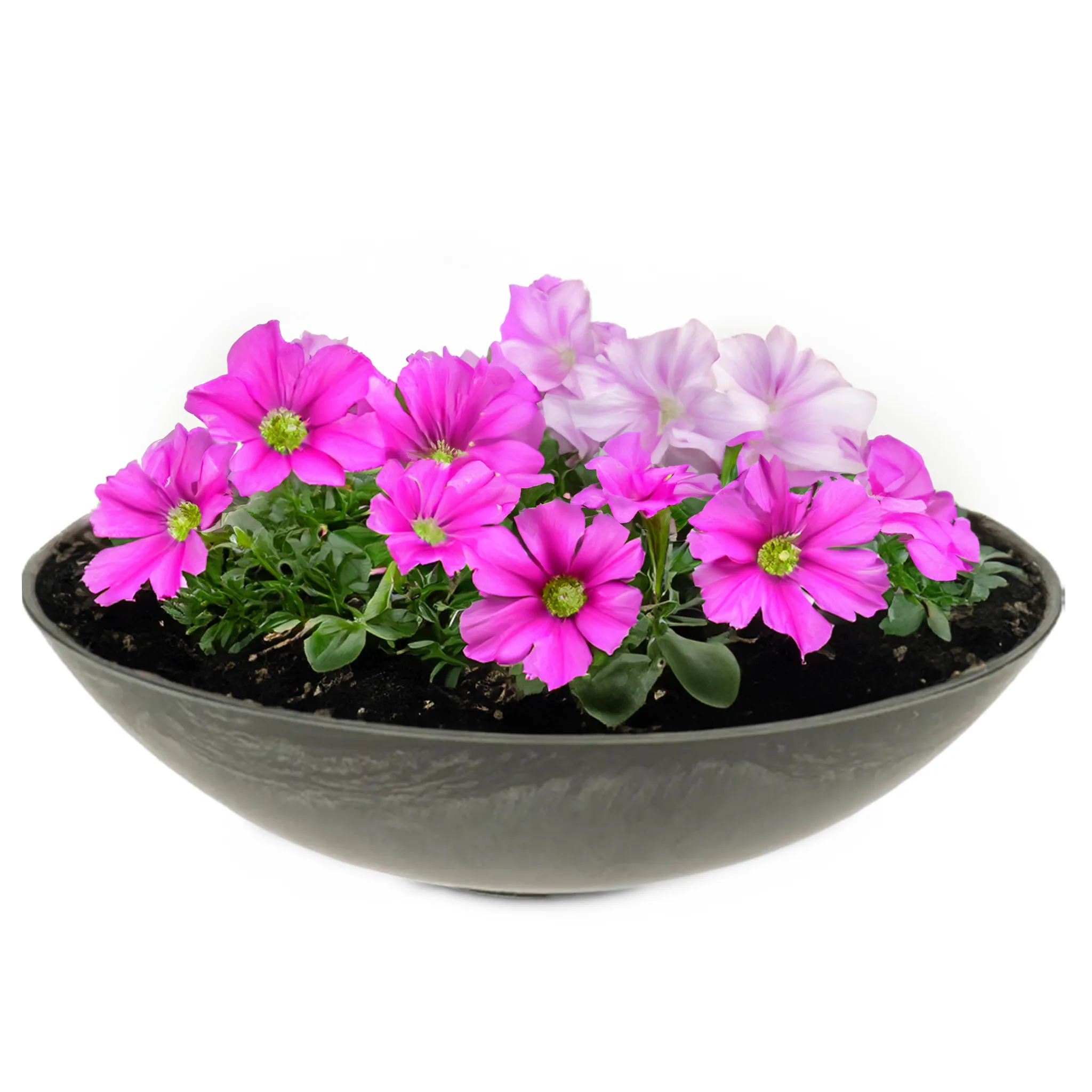 Pflanzschalen für draußen – Dekoschalen viele Farben & Größen – Bild 9