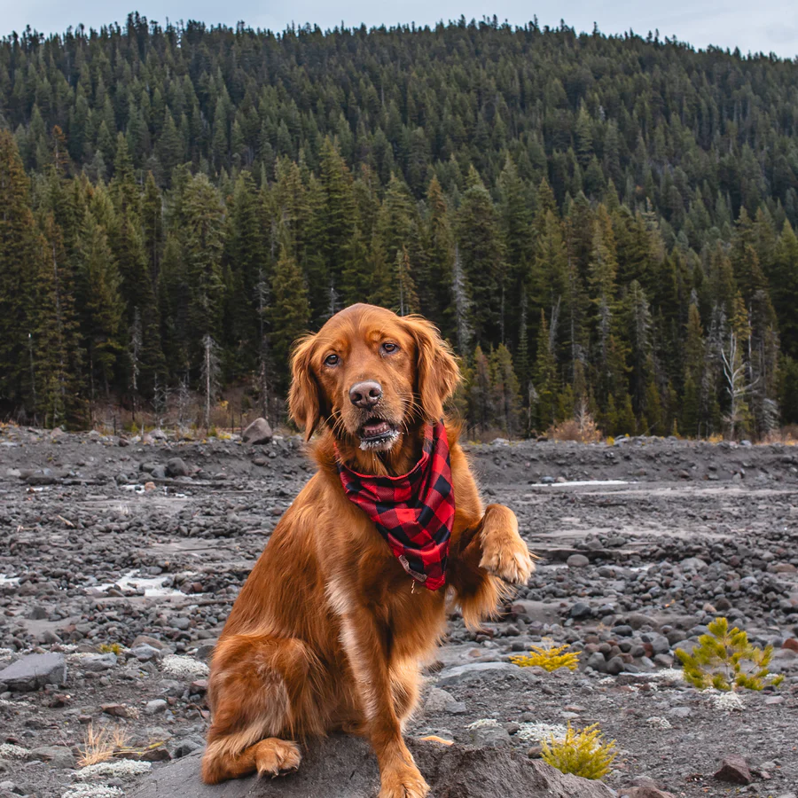 Wilderdog Kühl-Hundebandana, Buffalo Plaid Karo rot/schwarz – Bild 4