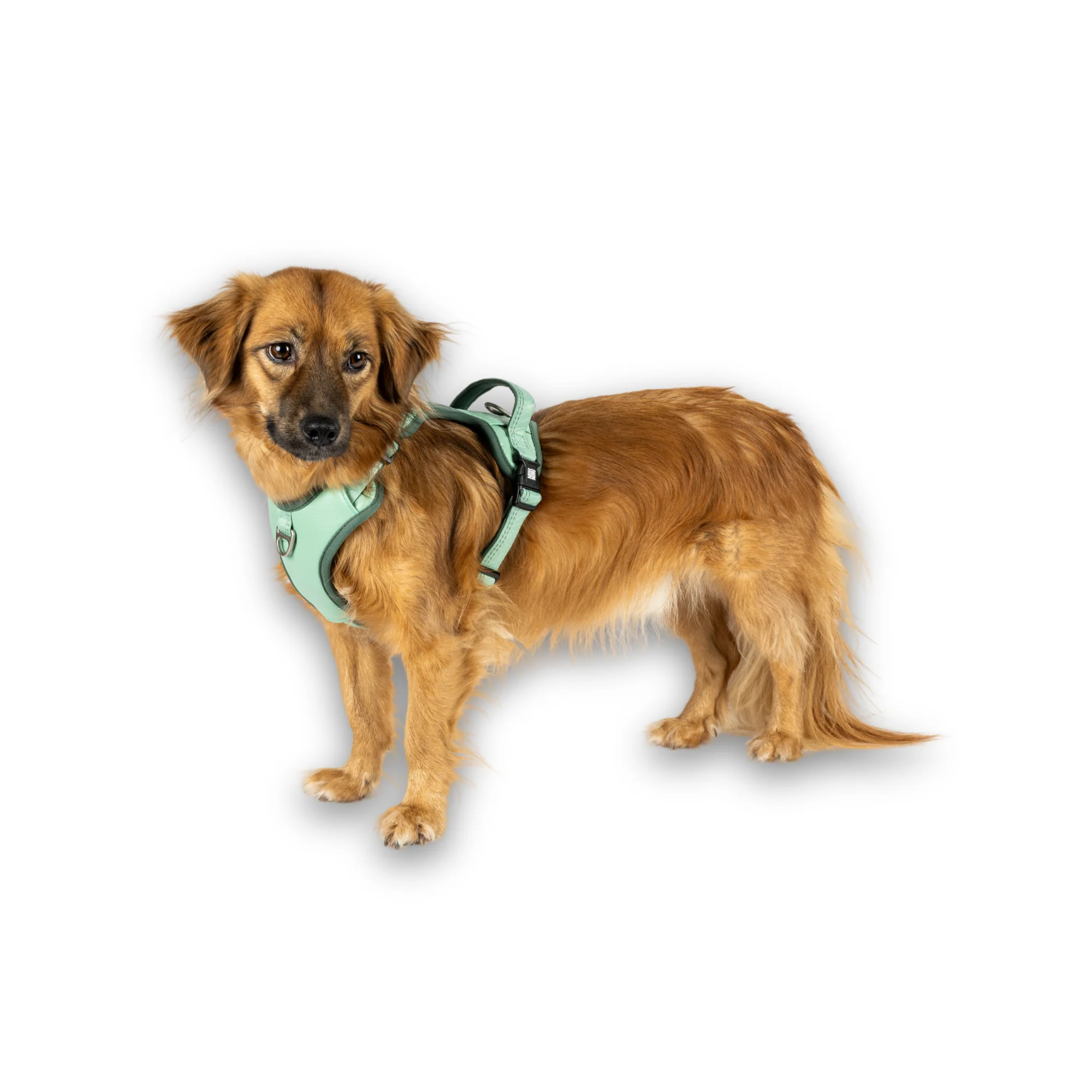 GOTCHA! Smart ID Sport Geschirr – Matrix 2.0, Jade (weich, gepolstert, Brustring, Haltegriff), S, M, L – Bild 8