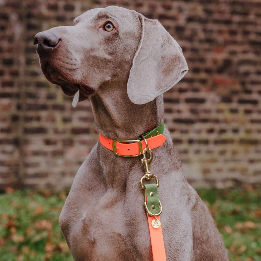 Hey Lana Hundehalsband Outdoor SPORT, wasserfest, schimmelresistent, keine Bakterien, geruchsneutral, neon-orange/grün (S, L) – Bild 4