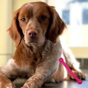 Moby Hundestock, extrem robust, PVC-frei, schwimmt, made in germany, 26x4cm, medium (orange, pink, türkis, gelb)